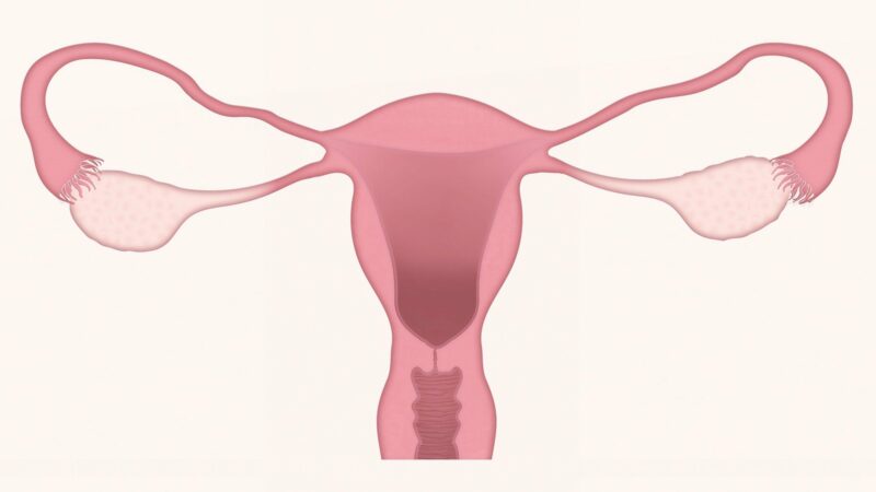 Tout savoir sur le cycle menstruel