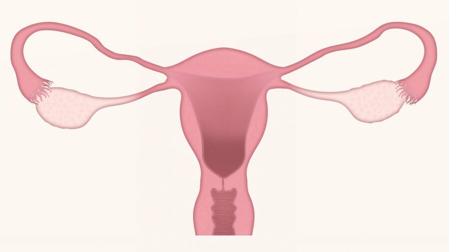 anatomie féminine - vagin