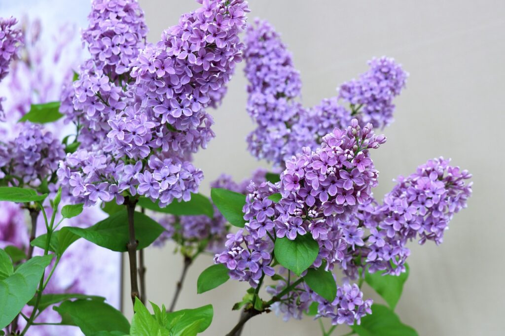 lilas