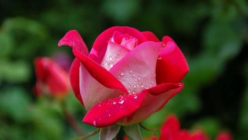 Les bienfaits de l’eau florale de rose