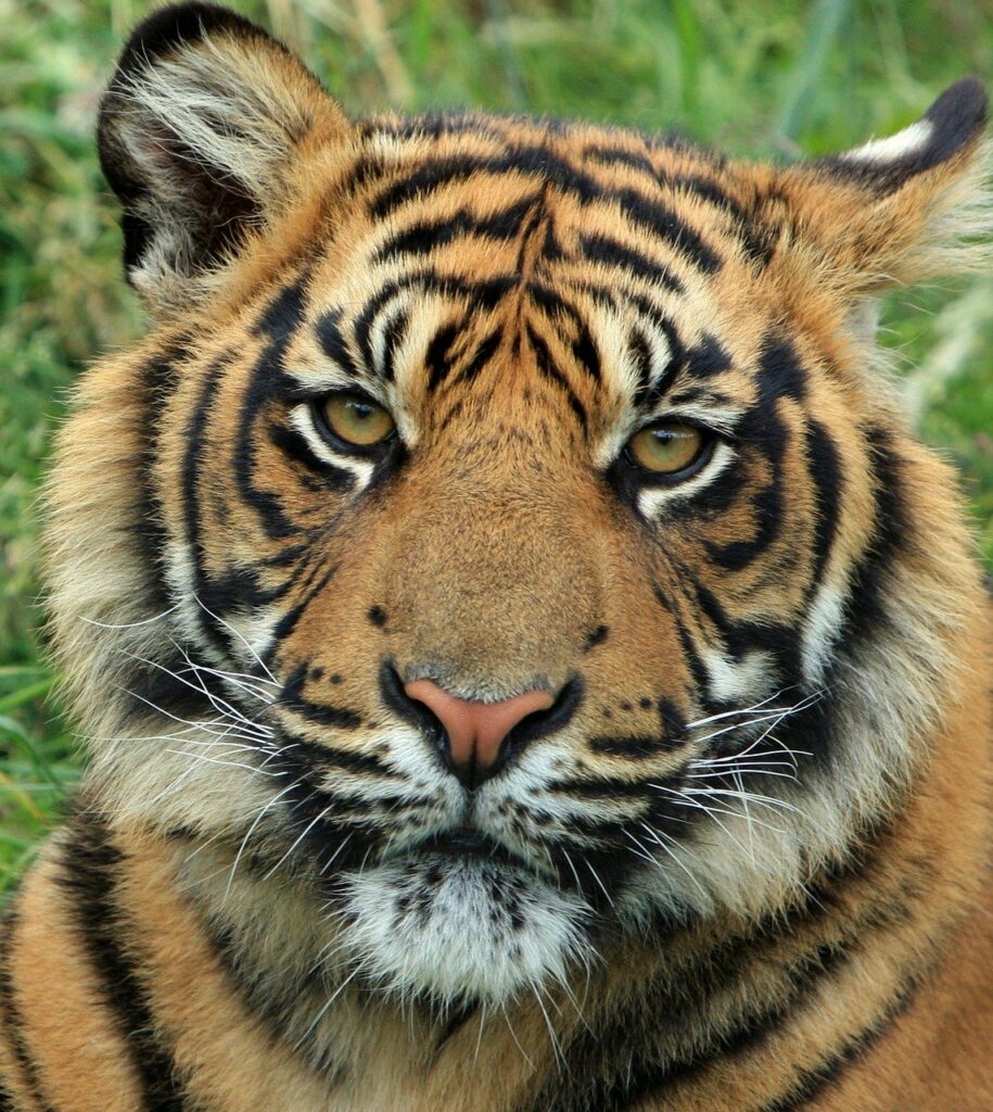 Zoo amneville tigre