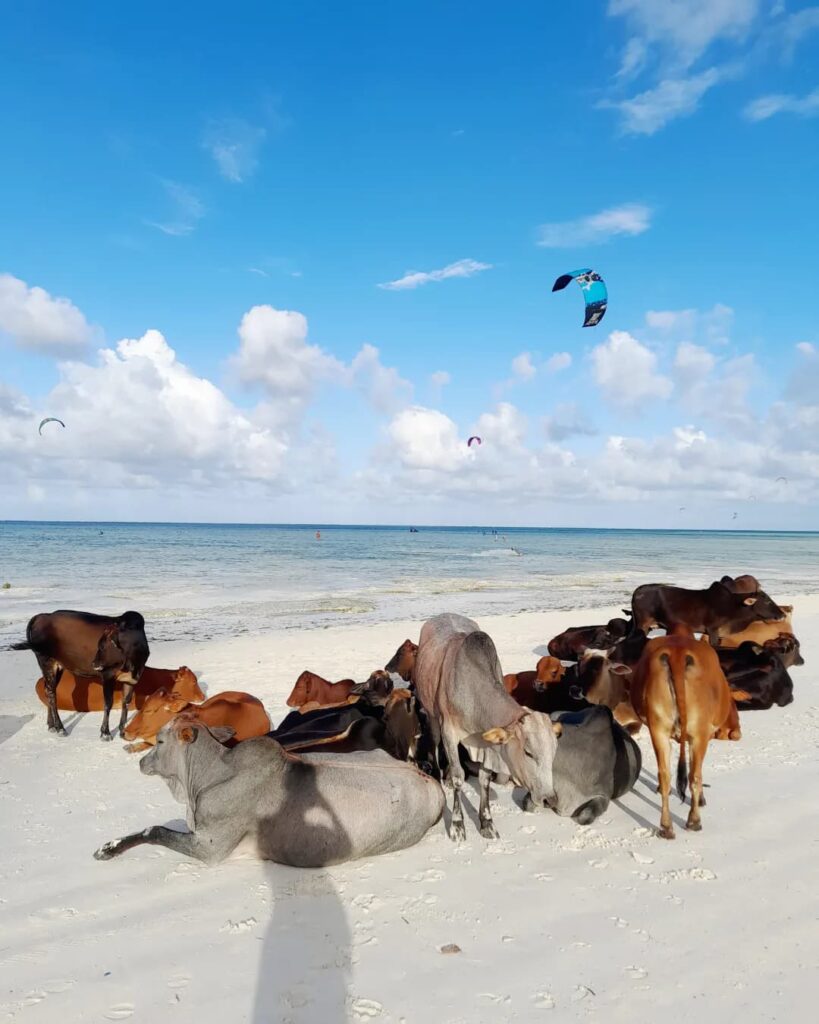 Zanzibar Paje plage
