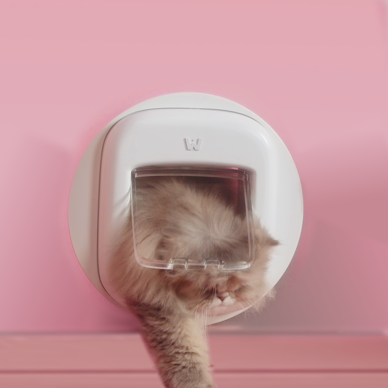 Pawly présente sa chatière assistée par IA avec détection deproies — free download