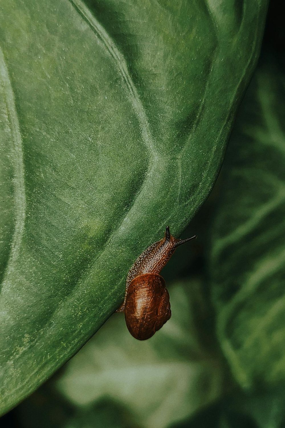 Escargot produisant de la bave d’escargot réparatrice et anti-âge